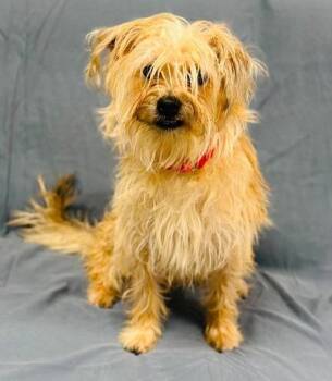Salty -  Mixed Breed Dog for Adoption in West Chester, Pennsylvania - Salty | PetCurious