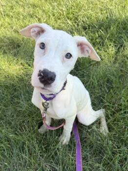 Fawn -  Mixed Breed Dog for Adoption in Kansas City, Missouri - Fawn | PetCurious