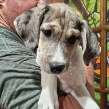 Paul -  Hound and Mixed Breed Dog for Adoption - Paul | PetCurious