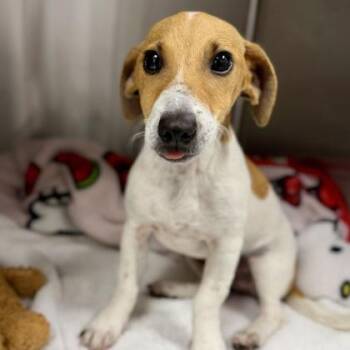 Jack Russell Terrier and Mixed Breed Dogs Available for Adoption in Atlanta, Georgia - Blanket | PetCurious