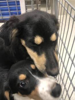 A431501 -  Australian Shepherd and Mixed Breed Dog for Adoption in Conroe, Texas - A431501 | PetCurious
