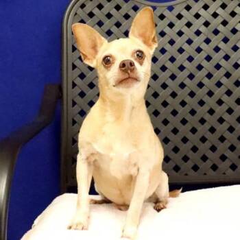 Jax -  Chihuahua Dog for Adoption in Fort Davis, Texas - Jax | PetCurious