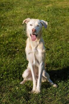 Barrett -  Labrador Retriever Dog for Adoption in Palos Heights, Illinois - Barrett | PetCurious
