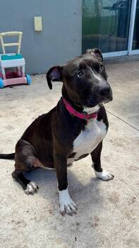 Pixely Girl -  Pit Bull Terrier Dog for Adoption in Fort Pierce, Florida - Pixely Girl | PetCurious