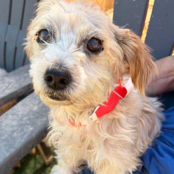 Chiquita -  Poodle and Mixed Breed Dog for Adoption in Yuma, Arizona - Chiquita | PetCurious