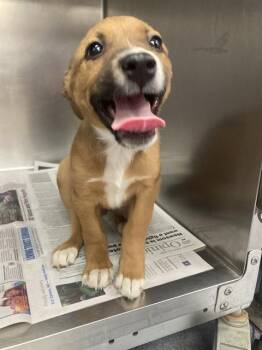 Shepherd Dogs Available for Adoption - Pumpkin -- URGENT! | PetCurious