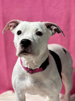 Pit Bull Terrier Dogs Available for Adoption - Princess | PetCurious