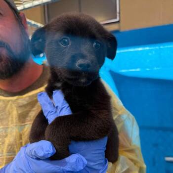 Pomeranian and Chihuahua Dogs Available for Adoption in San Diego, California - Forrest | PetCurious