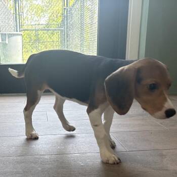 SG6 5020 -  Beagle Dog for Adoption in Loxahatchee Groves, Florida - SG6 5020 | PetCurious