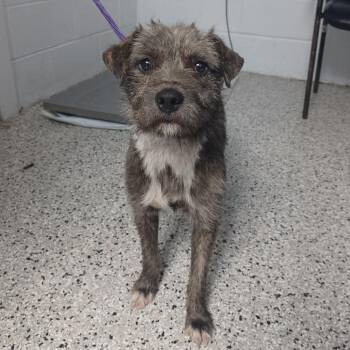 Schnauzer and Terrier Dogs Available for Adoption in Hattiesburg, Mississippi - Boston | PetCurious