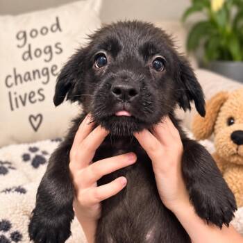 Jetty *Arriving 9/26* D12501 -  Schnauzer and Labrador Retriever Dog for Adoption - Jetty *Arriving 9/26* D12501 | PetCurious
