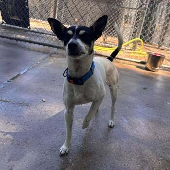 Sparky -  Toy Fox Terrier Dog for Adoption in Muskegon, Michigan - Sparky | PetCurious