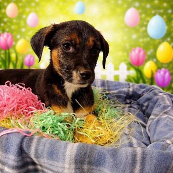 Mixed Breed Dogs Available for Adoption in Fredericksburg, Virginia - Callie Torres | PetCurious