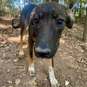 Doodle -  Mixed Breed Dog for Adoption in New York, New York - Doodle | PetCurious