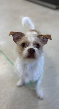 Terrier Dogs Available for Adoption in Hagerstown, Maryland - TINY TIM | PetCurious
