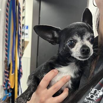 Billy Boy -  Chihuahua Dog for Adoption in Tampa, Florida - Billy Boy | PetCurious