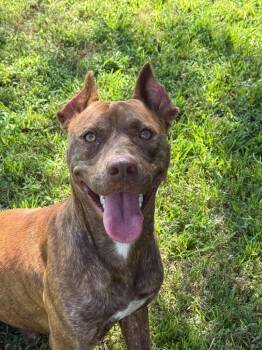 Max -  Pit Bull Terrier and Mixed Breed Dog for Adoption in Metter, Georgia - Max | PetCurious