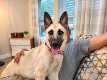Rose Fancy The Goofy Good Girl -  German Shepherd Dog Dog for Adoption in Friendswood, Texas - Rose Fancy The Goofy Good Girl | PetCurious