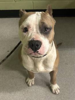 Pit Bull Terrier Dogs Available for Adoption - DONETTES | PetCurious