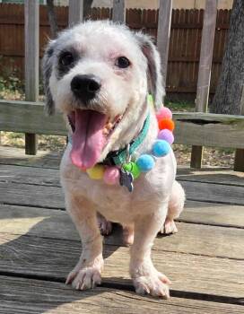 Poodle Dogs Available for Adoption in Garland, Texas - Oreo Cookie | PetCurious
