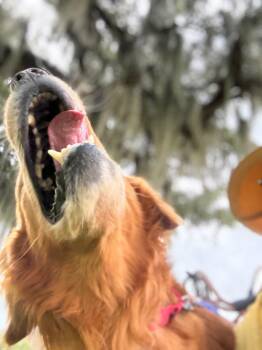 Finley -  Golden Retriever Dog for Adoption in Elmwood, Louisiana - Finley | PetCurious
