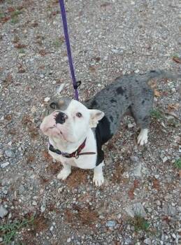 Jolene -  Pit Bull Terrier Dog for Adoption in Lonsdale, Arkansas - Jolene | PetCurious