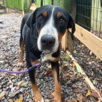 Milky Way -  Greater Swiss Mountain Dog Dog for Adoption in West Chester, Pennsylvania - Milky Way | PetCurious