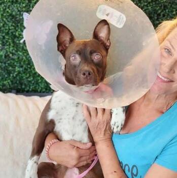 Nessa -  Pit Bull Terrier Dog for Adoption in Petaluma, California - Nessa | PetCurious