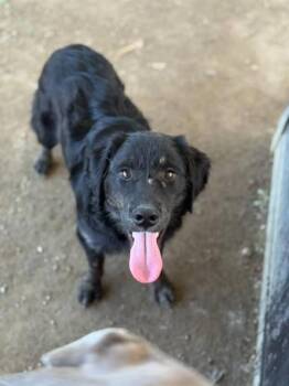 Rescue Labrador Retriever and Mixed Breed Dogs for Adoption in Riverside, California - BISCUIT | PetCurious