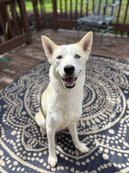 Rescue Siberian Husky Dogs for Adoption in Gretna, Nebraska - Zia | PetCurious