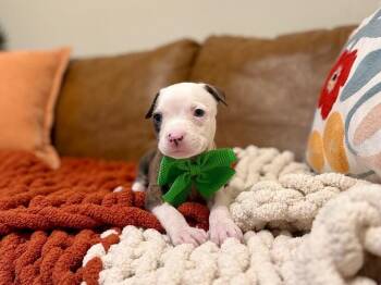 Jackson Full Send All In -  Pit Bull Terrier and Staffordshire Bull Terrier Dog for Adoption in Friendswood, Texas - Jackson Full Send All In | PetCurious
