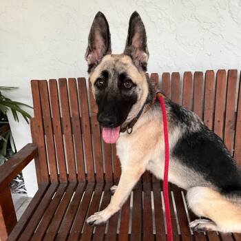 Ruby -  German Shepherd Dog Dog for Adoption in Port Richey, Florida - Ruby | PetCurious