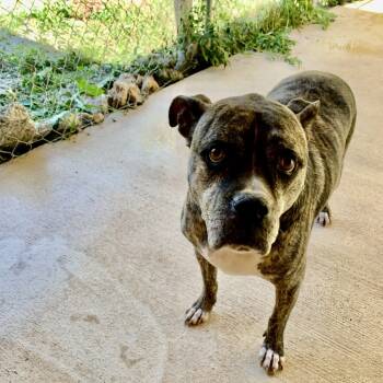 Rescue American Staffordshire Terrier and English Bulldog Dogs for Adoption in Hohenwald, Tennessee - Rush | PetCurious