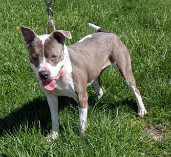 American Staffordshire Terrier Dogs Available for Adoption in Ontario, New York - Blu-Berry | PetCurious