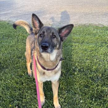 German Shepherd Dog Dogs Available for Adoption in Indiana, Pennsylvania - Bear | PetCurious