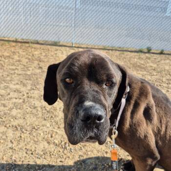 Daisy -  Mastiff and Great Dane Dog for Adoption in Drumheller, Alberta - Daisy | PetCurious