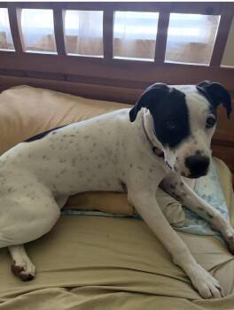 Dorothy -  Pit Bull Terrier Dog for Adoption in Semmes, Alabama - Dorothy | PetCurious