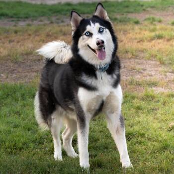 Oreo -  Siberian Husky Dog for Adoption in New York, New York - Oreo | PetCurious