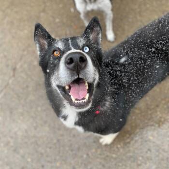 Peter -  Husky Dog for Adoption in Grand Junction, Colorado - Peter | PetCurious