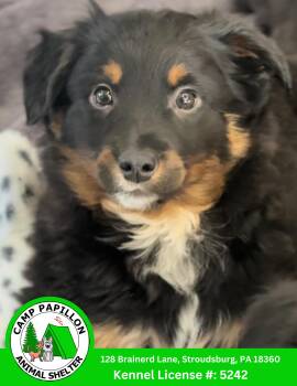 Poodle and Golden Retriever Dogs Available for Adoption - PonyBoy | PetCurious