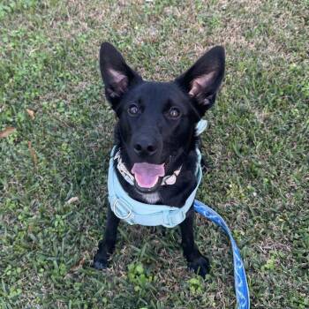 Labrador Retriever and Shepherd Dogs Available for Adoption - ~Courtesy ~ Lola | PetCurious