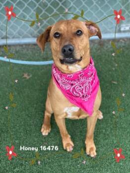 Hound Dogs Available for Adoption - HONEY | PetCurious