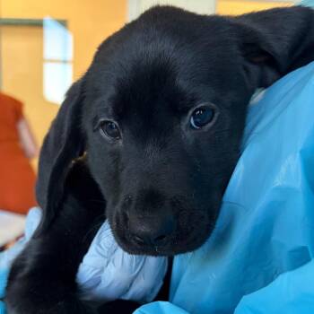 Black Labrador Retriever Dogs Available for Adoption in Nashville, Tennessee - Florentine | PetCurious