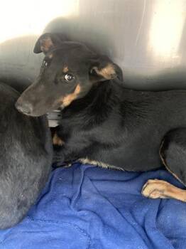 GARNET -  Mixed Breed Dog for Adoption in Dallas, Texas - GARNET | PetCurious
