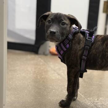 Mixed Breed and Pit Bull Terrier Dogs Available for Adoption in York, Pennsylvania - Tala | PetCurious