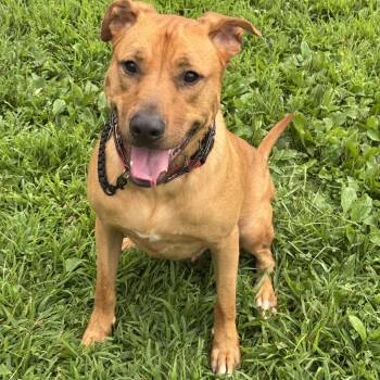 Vinny -  Mixed Breed Dog for Adoption in Avondale, Pennsylvania - Vinny | PetCurious
