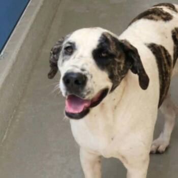Olaf -  Shepherd and American Bulldog Dog for Adoption in Kingman, Arizona - Olaf | PetCurious