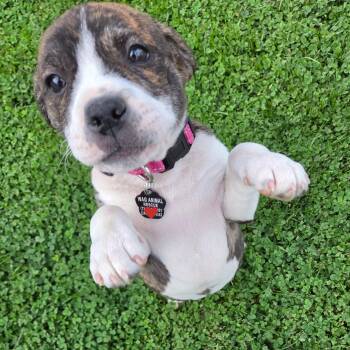 Pit Bull Terrier and Rat Terrier Dogs Available for Adoption in Wyandotte, Michigan - Cheddar Cheese | PetCurious