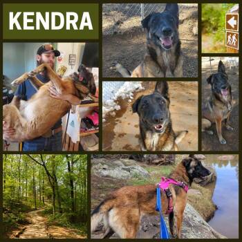 Rescue Belgian Shepherd Malinois Dogs for Adoption in Glendale, Arizona - Kendra | PetCurious