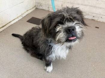 PUMPKIN -  Terrier and Mixed Breed Dog for Adoption in San Bernardino, California - PUMPKIN | PetCurious